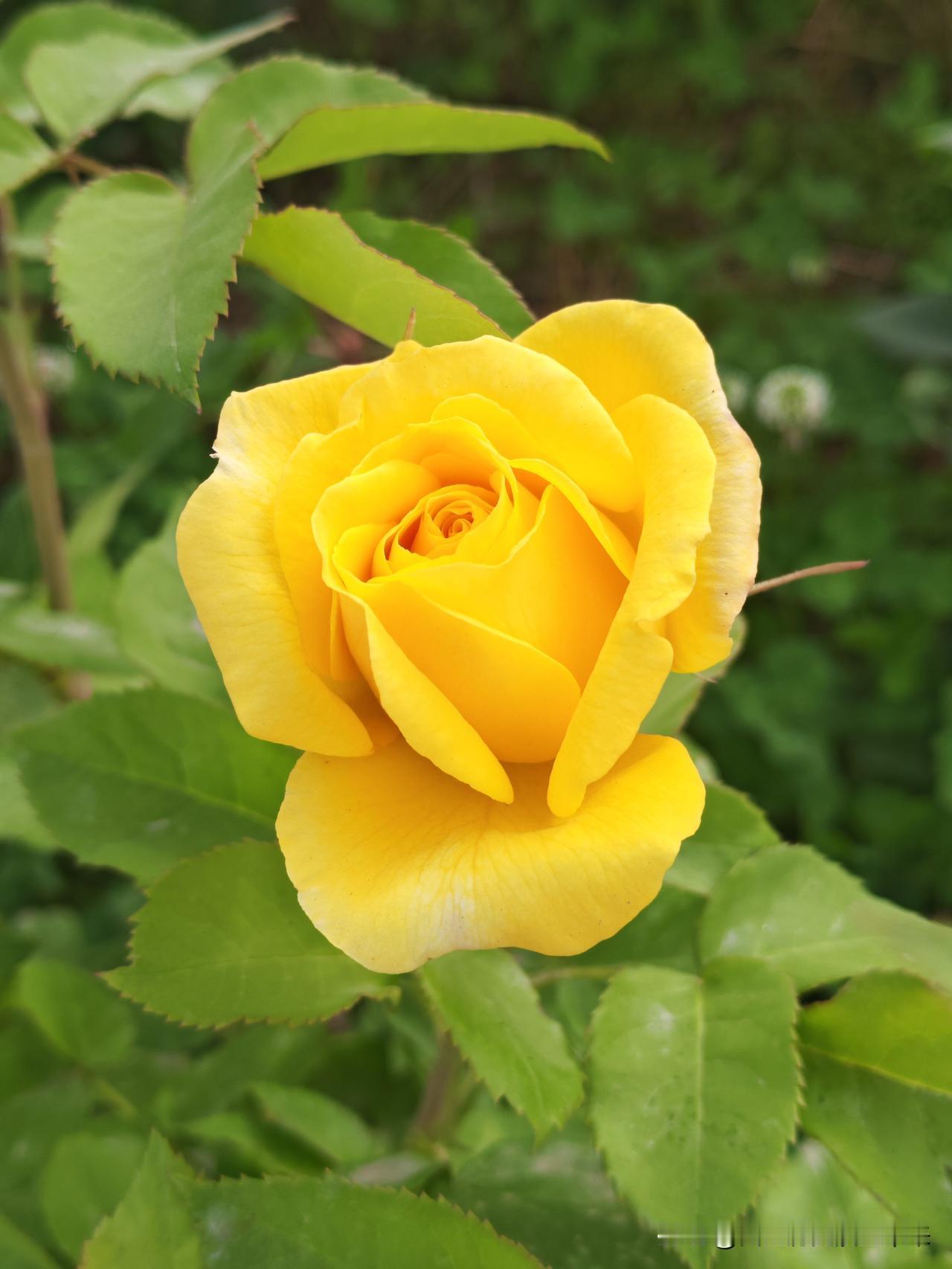相册里的花花草草