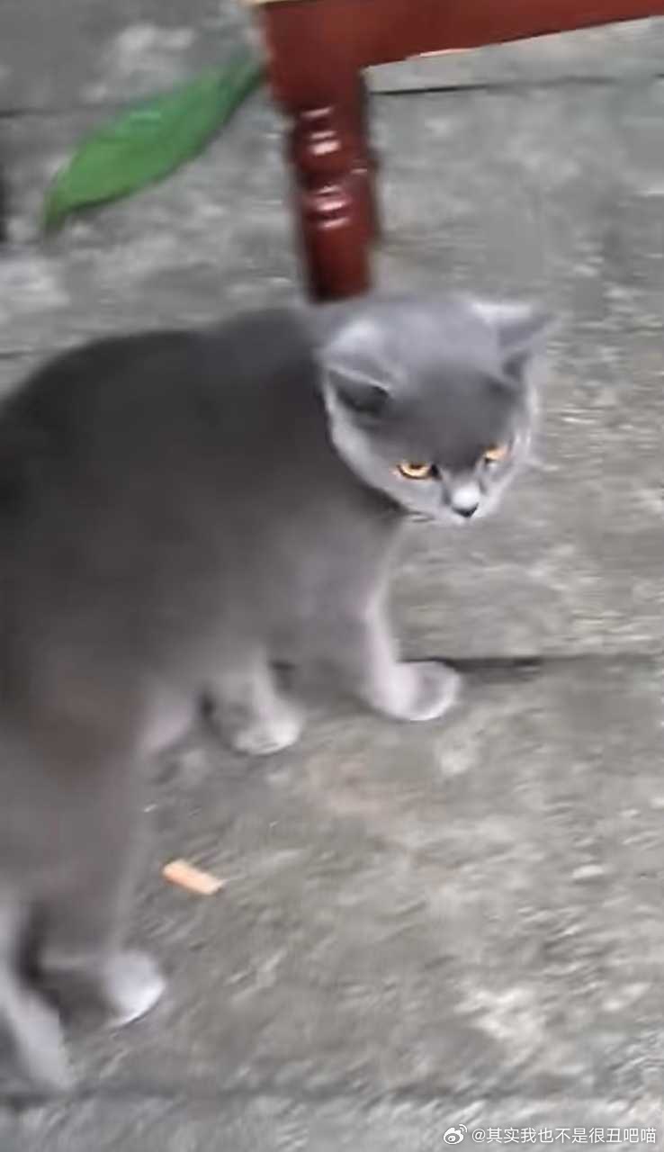 【猫咪走丢】苏州蓝猫寻主人ip江苏苏州白洋湾街道附近走丢的蓝猫，不清楚具体只有比