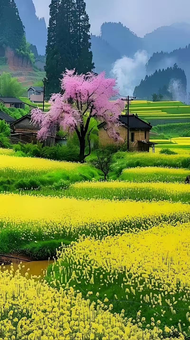 塞鸿秋·油菜花 
金英遍野铺如练，
东风吹起千层浪。
蜂蝶乱舞添情致，
芳菲不与