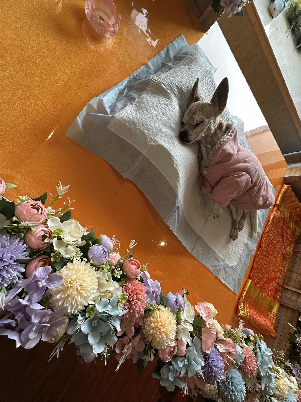 致Maria

生本一团肉，
死归一抹灰，
浮生何脆弱，
今已涅槃归。