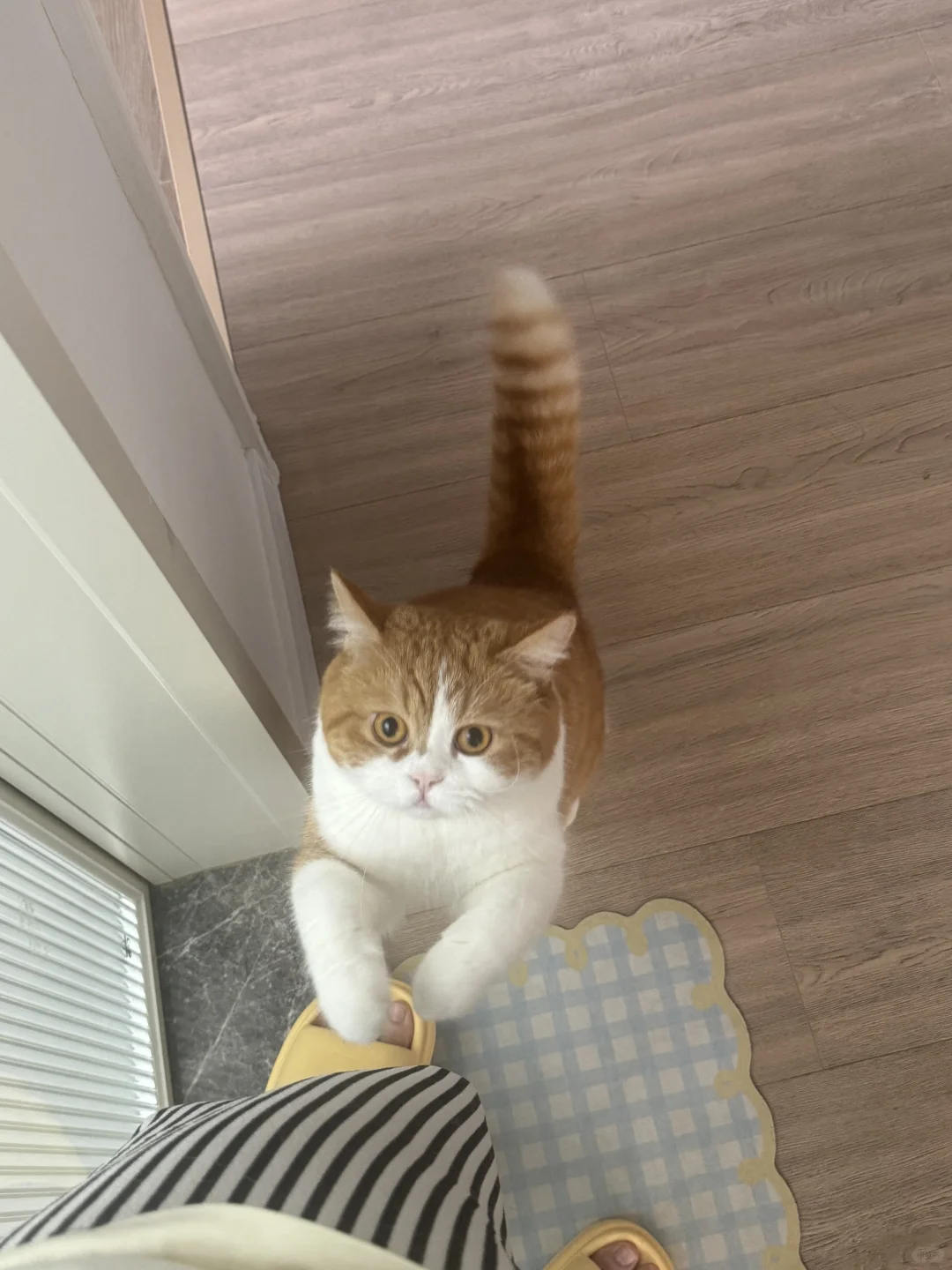 他在试图引起我的注意