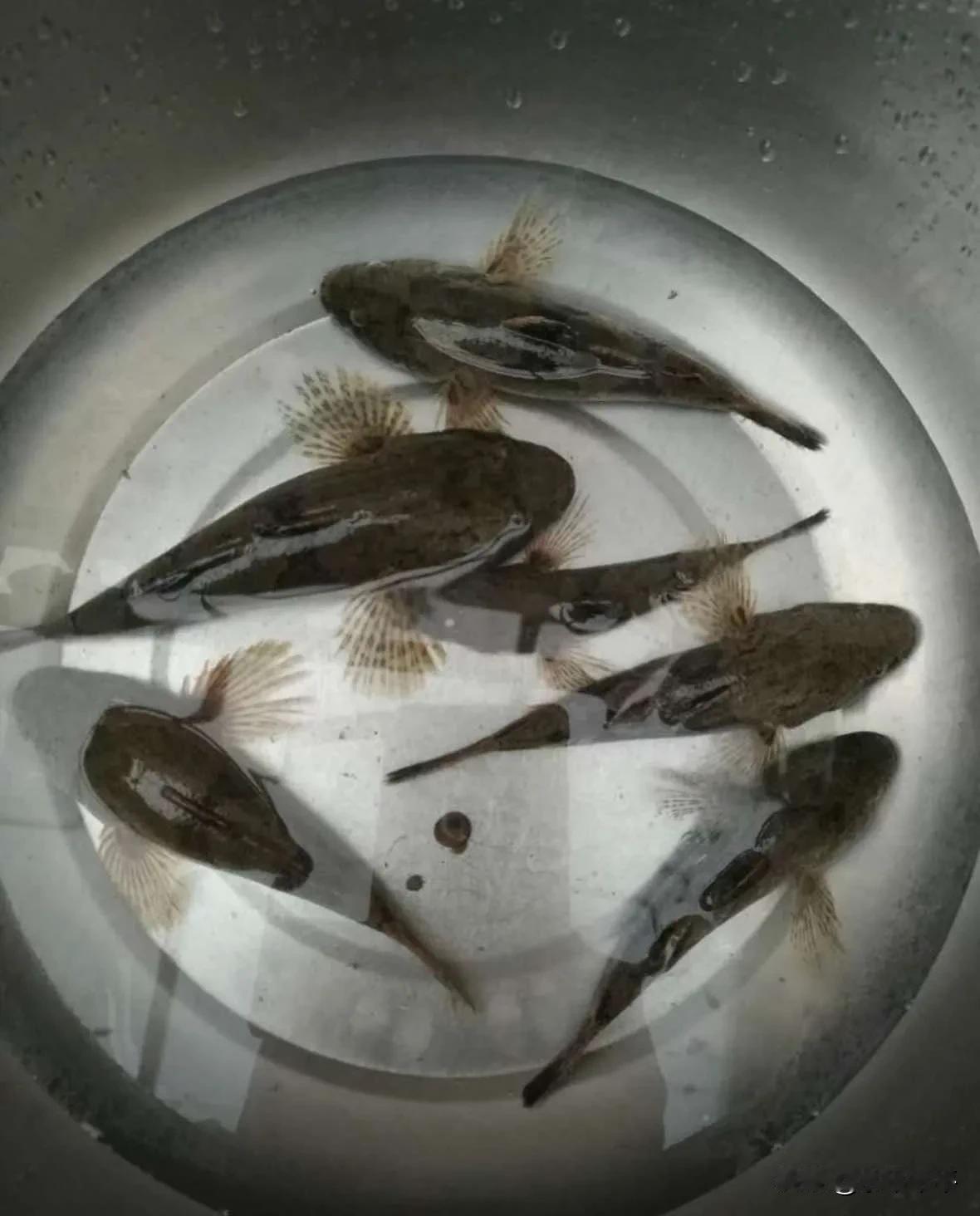 又到吃土步鱼的季节啦！
此时的土步鱼，肉质鲜嫩，是无上之美味。
宋代《程氏演蕃露