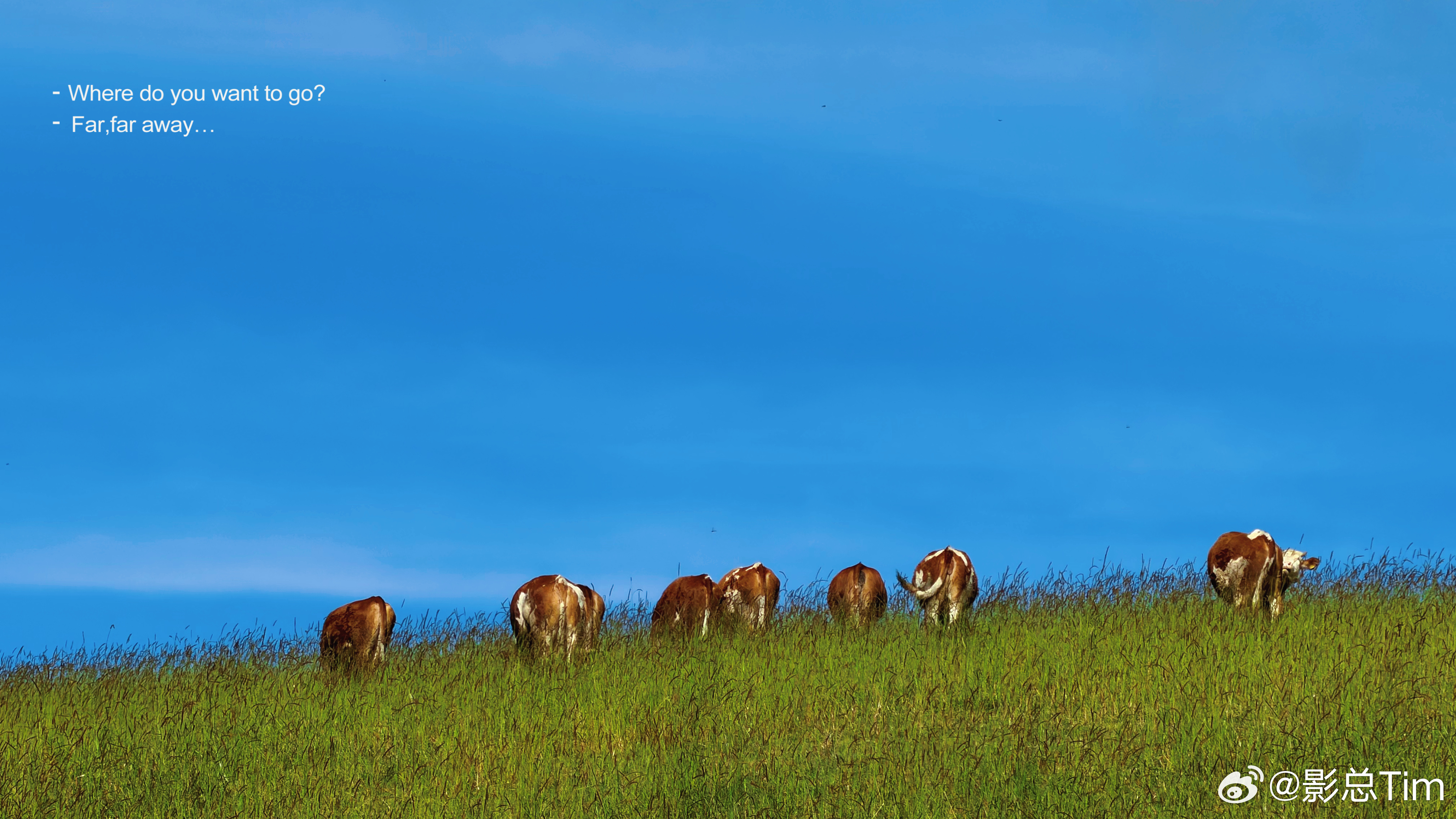 风吹草低见牛羊，想去很远很远的地方，不想被打扰  ​​​