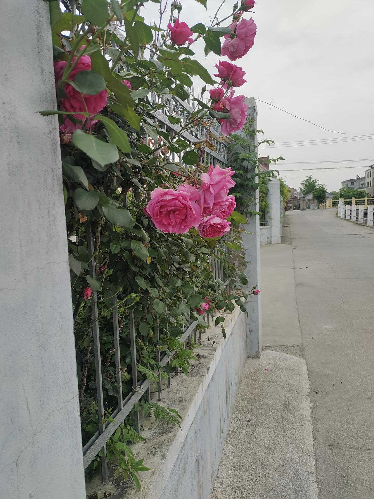 春末夏初，小区门口的花儿宛如一位娇羞的少女：
朵朵微微垂首，一缕缕清香沁入心间。