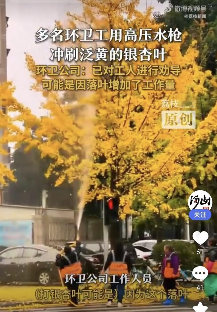 四川眉山多名环卫工用高压水枪打落银杏叶
12月3日网友发视频，说文忠街多名环卫工