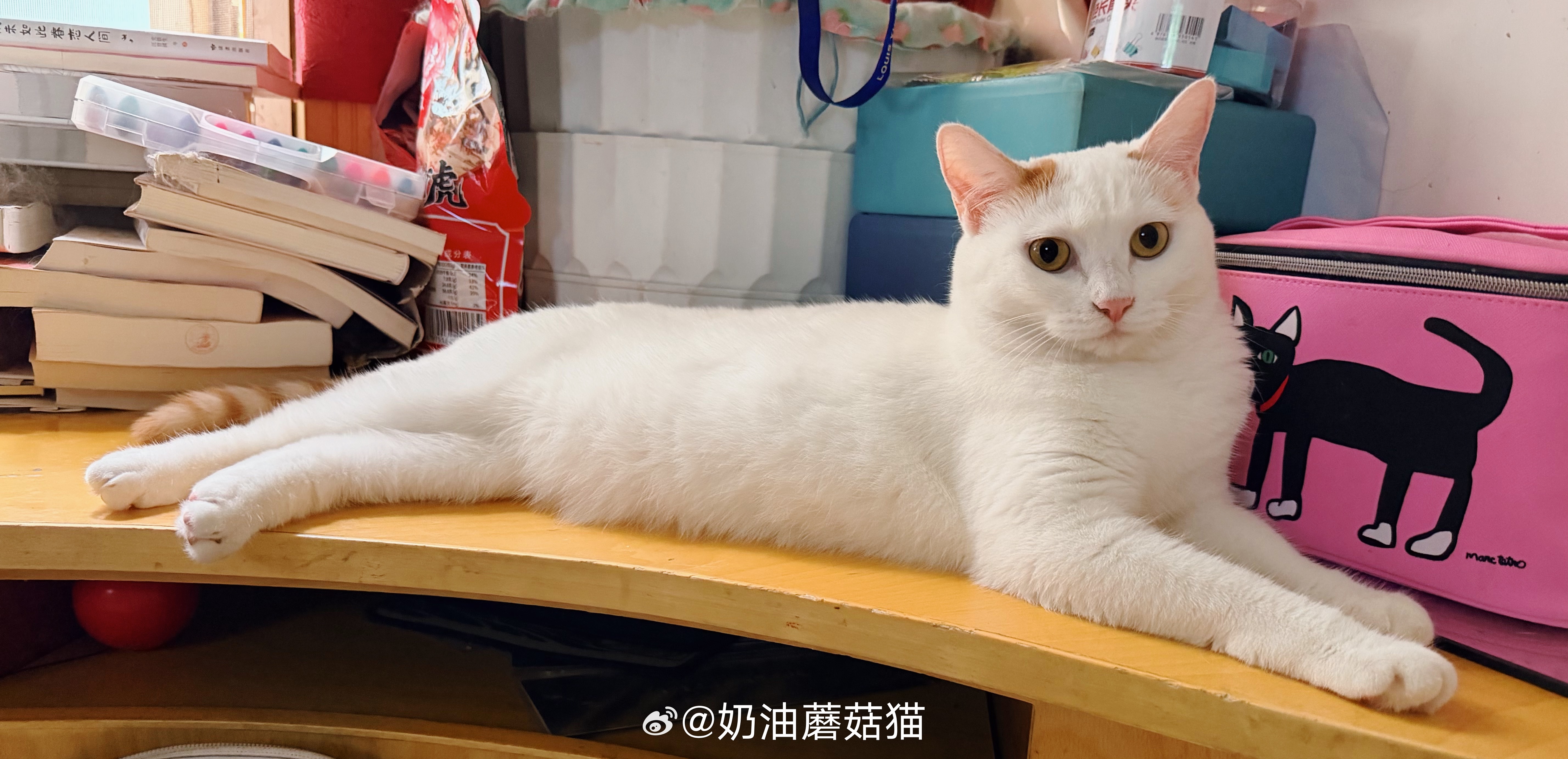 今日张丑水。（一如既往的疯，越长越瓷实，没一点女猫样）