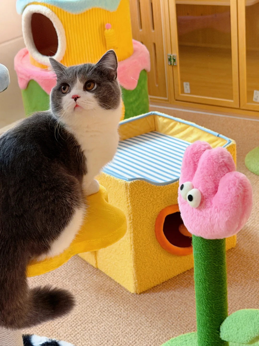 猫咪寄养，低密度仅7个位置