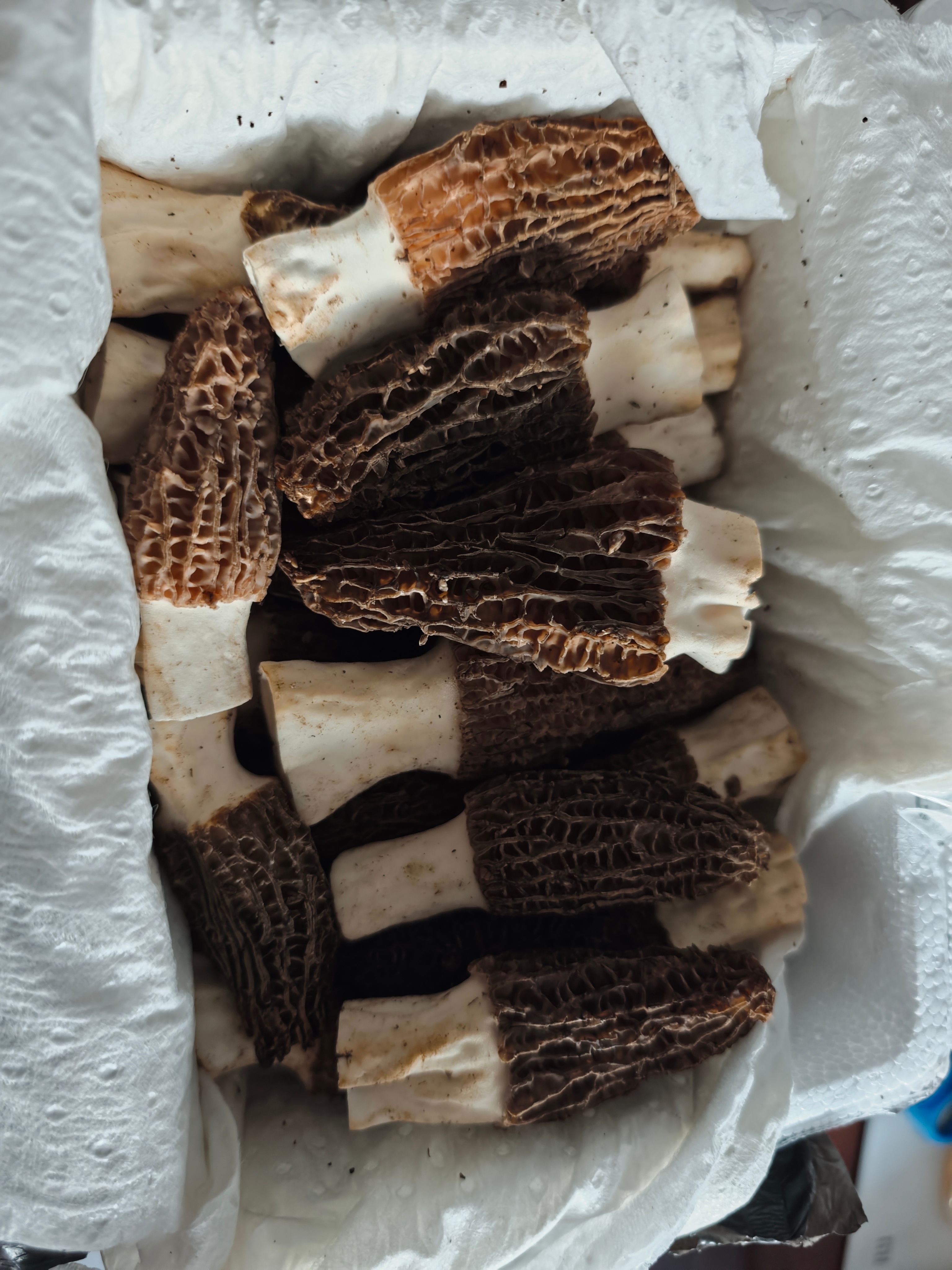 每年3月适合吃的时令特产之新鲜羊肚菌干货羊肚菌很多，新鲜的就是现在的最好。云南冷