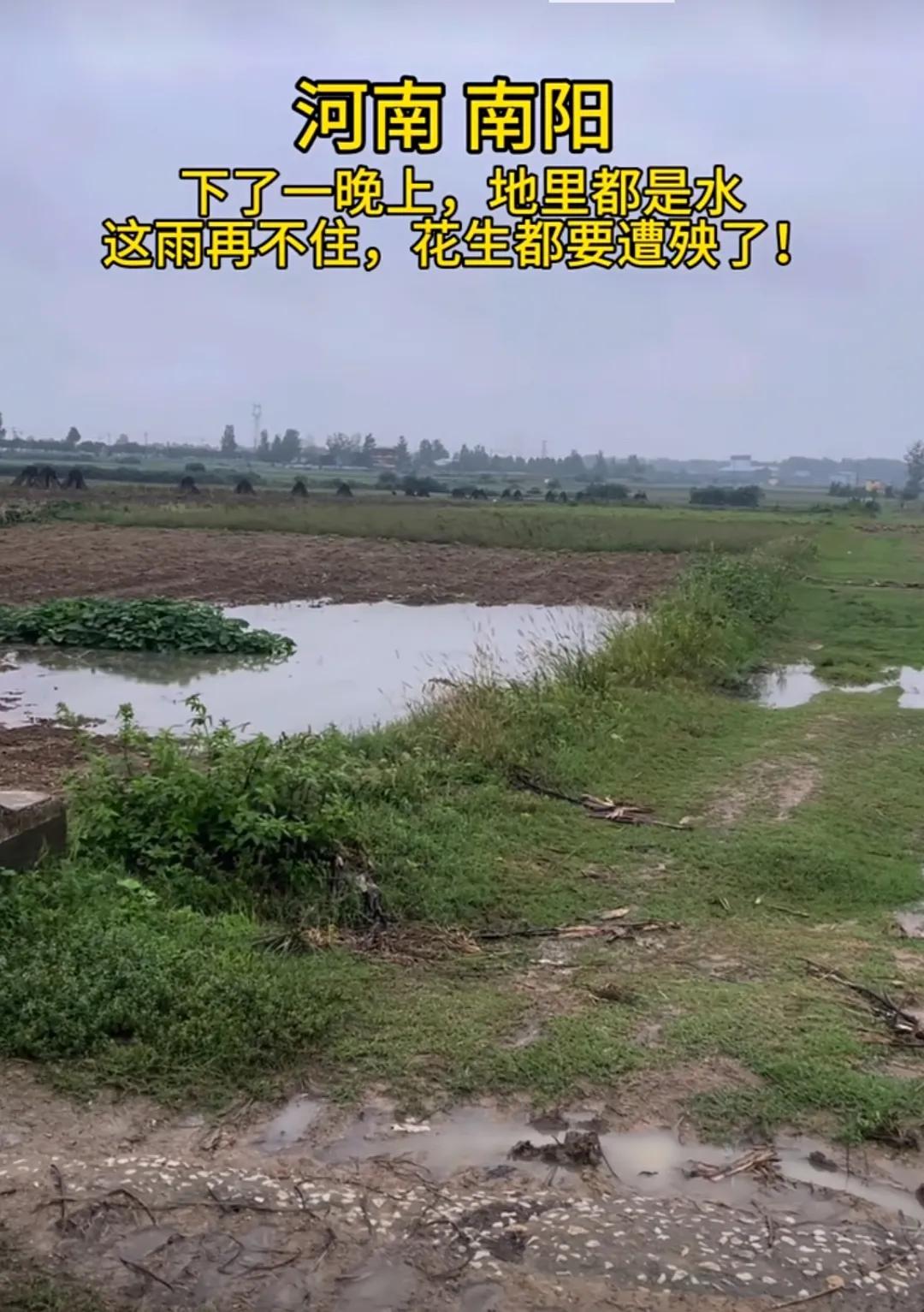 这雨再下下去，我的二亩花生啥时候才能薅完？
据相关统计，
9月份河南的累计降雨量