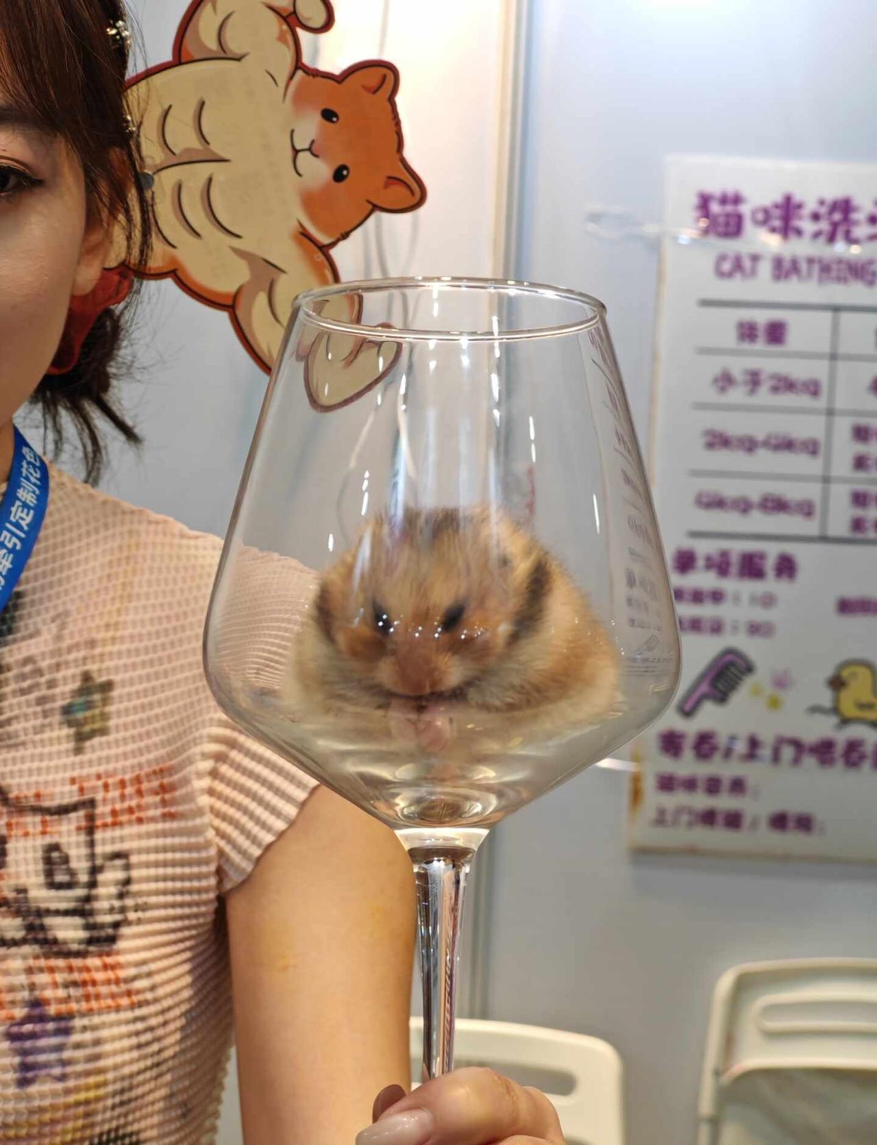 广州潮爬展
各有各的萌，感觉今年多了好多好多蓝舌啊
睫角也特别多，很多萌萌的，可