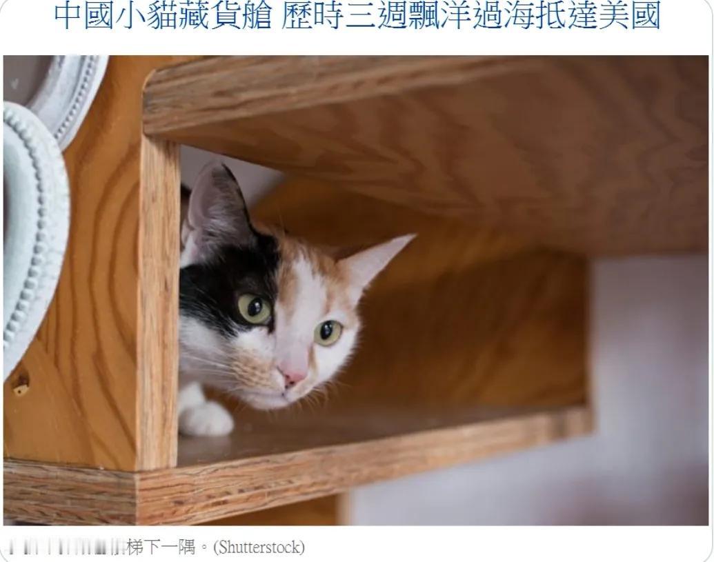 一只流浪猫藏在货箱底从中国漂洋过海来到美国。它躲在一个托盘下面，直到卸下所有堆在
