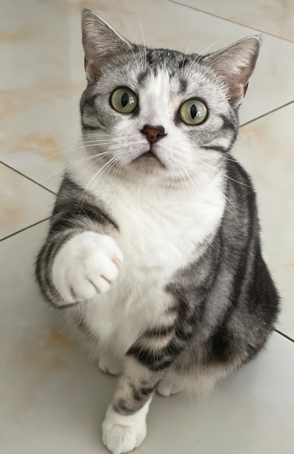 大家可以去抖音搜索：吸猫小能手，里面有很多我家来福的视频😁