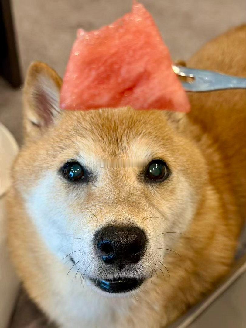 清澈的眼神🍉随手拍萌宠的日常