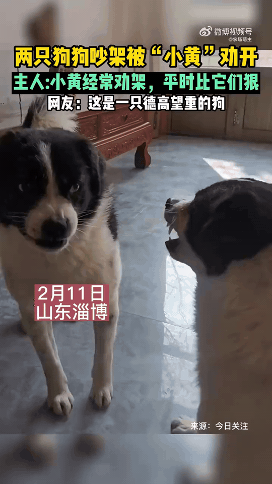 本以为是个狠角色，没想到是圈内知名调解员。别的狗狗吵架，全靠小黄镇场子，这地位，