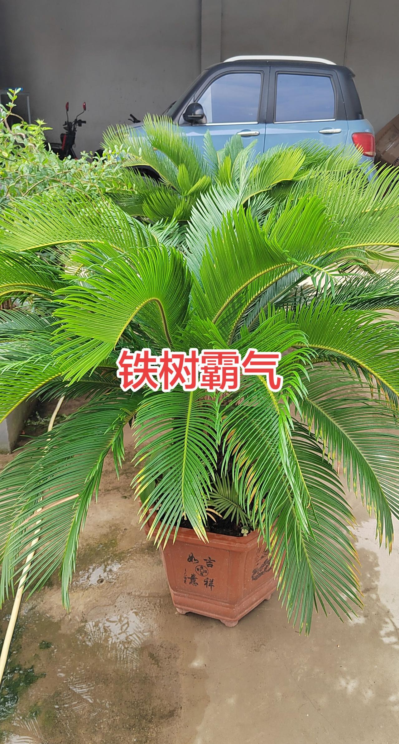 自己养的铁树 自己养的铁树 铁树成长记录 铁树爆绿 家有铁树