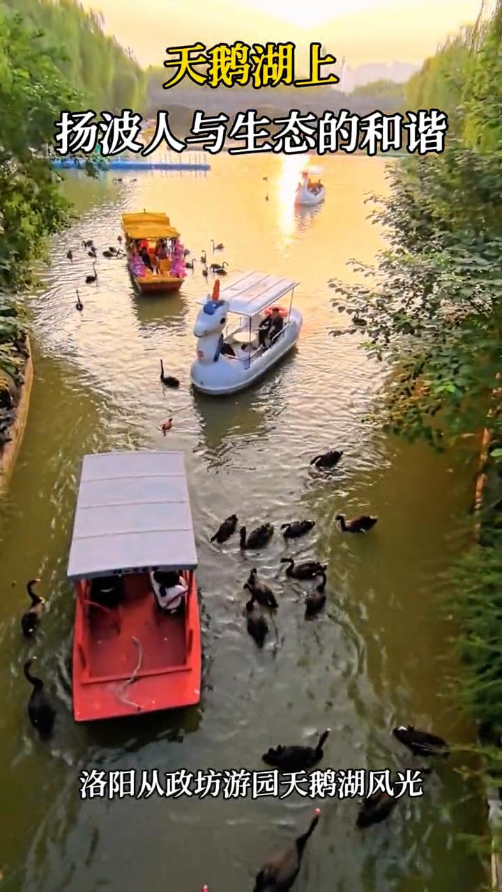 天鹅湖上扬波人与生态的和谐。
洛阳从政坊游园天鹅湖风光。