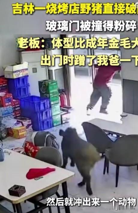 惊险！野猪闯入烧烤店 红衣男子果断驱离
 
4月30日14时许，吉林永吉县万昌镇