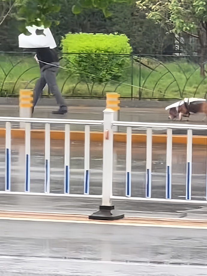 风雨无阻的遛狗人