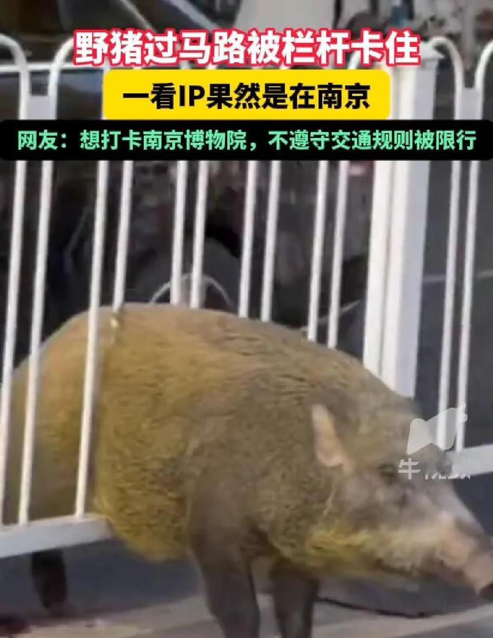 野猪想打卡南京博物院不遵守交通规则被限行
野猪想打卡南京博物院，不遵守交通规则被