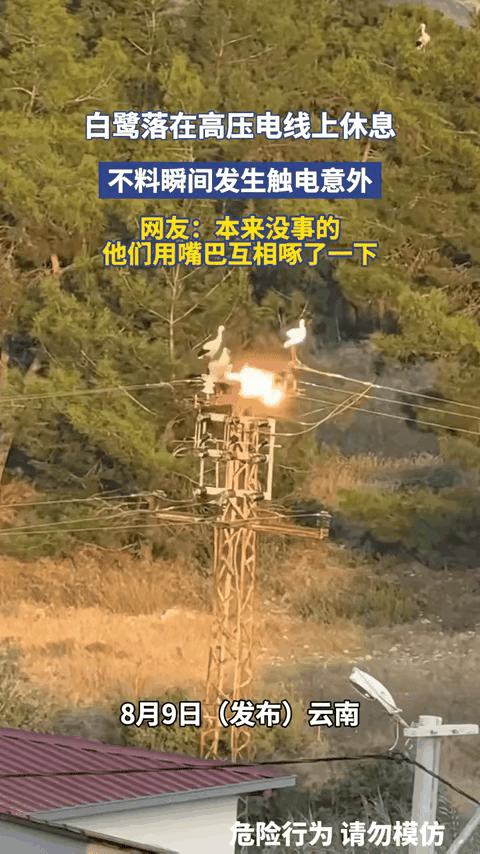 两只黄鹂鸣翠柳，
一行白鹭上西天。
秀恩爱死得快。
对个嘴就把命给丢了。