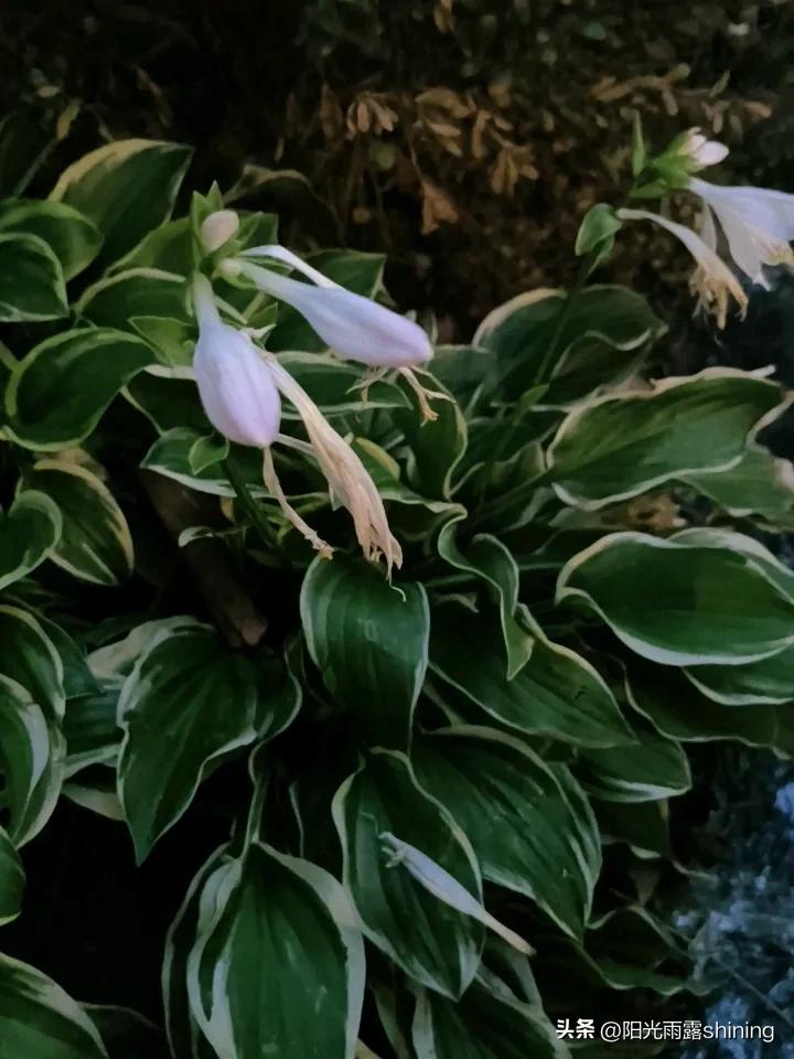 今日分享随手拍照片分享一下自己拍的八月花朵的图。