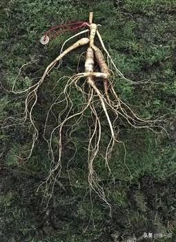 40多年前，东北长白山的采参人发现了一株老山参，但就在开挖时，突然天生异象，众人