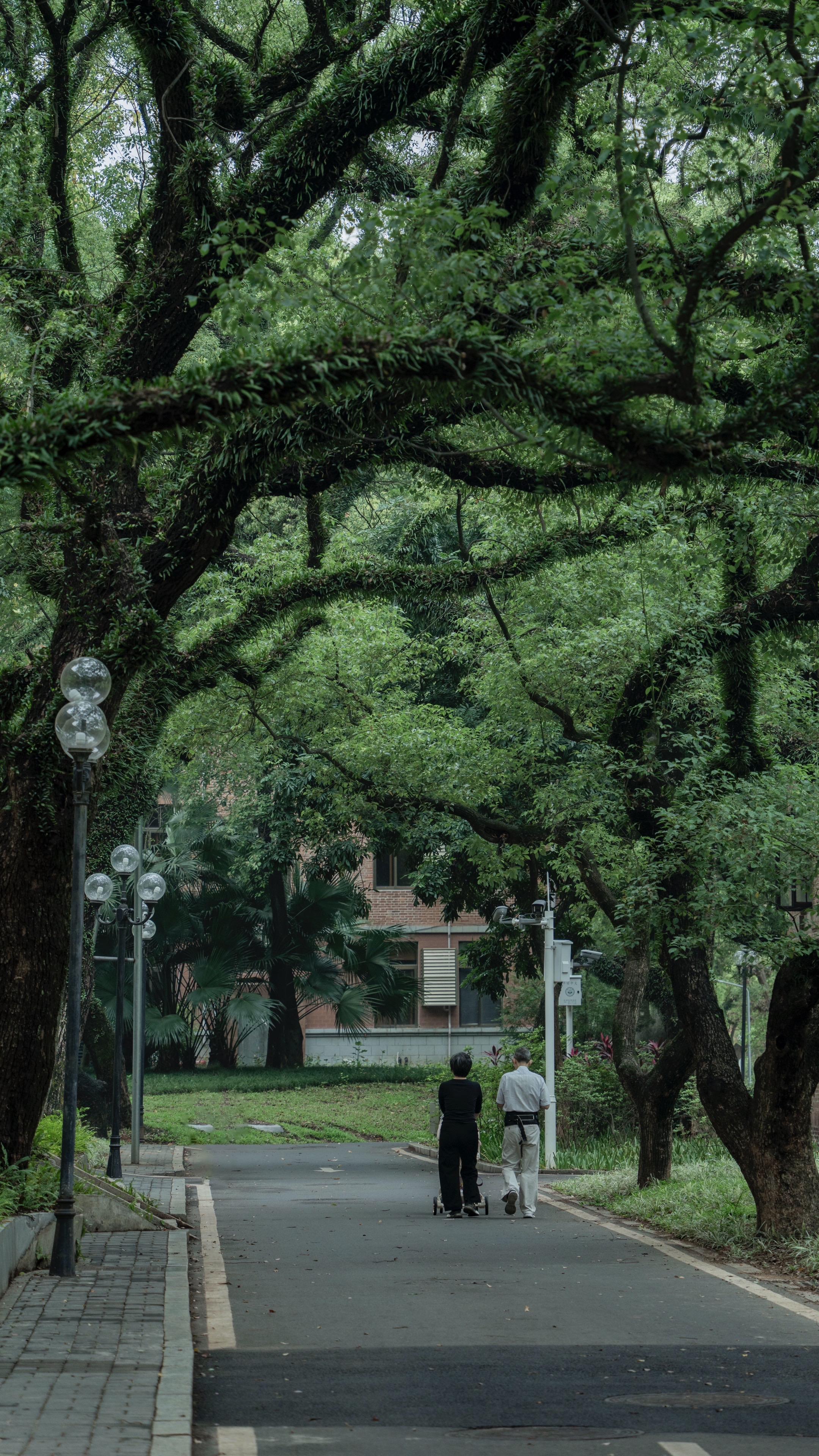 我宣布！中大是绿色美学天花板。广州中山大学拍树绿野仙踪的攻略： 📝预...