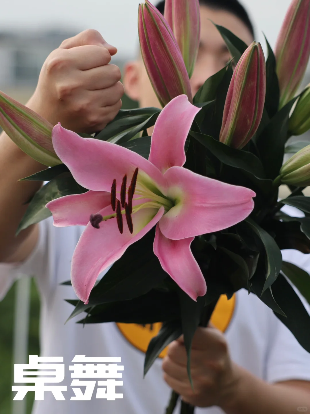 真花！这是真花！桌舞/粉冠军的花苞真的好大