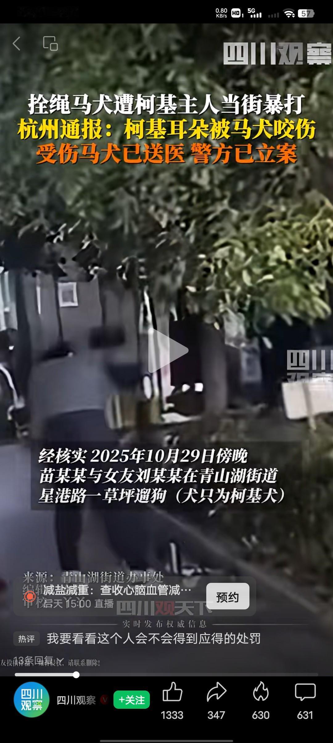 双标，栓绳的马犬被没栓绳的柯基犬挑衅，被马犬咬伤耳朵，柯基犬主人把马犬当街暴揍致