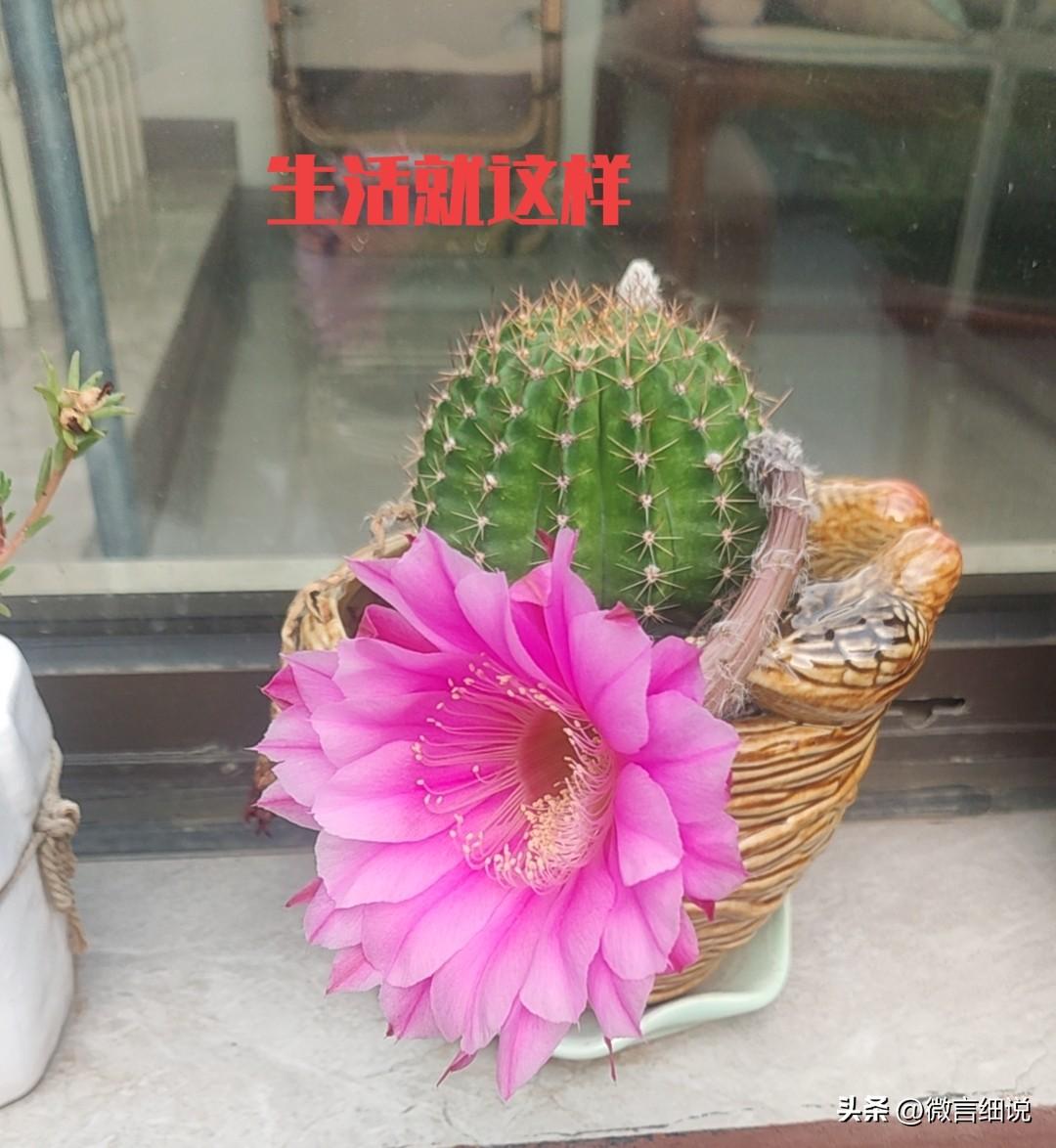 我不想让别人可怜我，不是我不可怜，是我不想被别人看不起。人都是两条腿，两只手，为