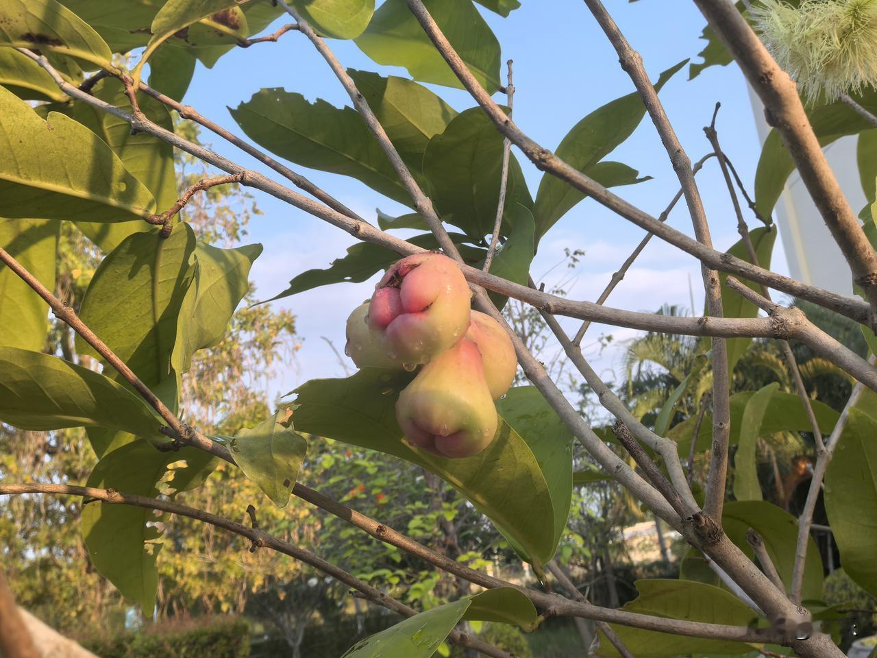 计划赶不上变化：
核酸检测不搞了，疫情反而少了。
限购政策放宽了，买的人反而少了