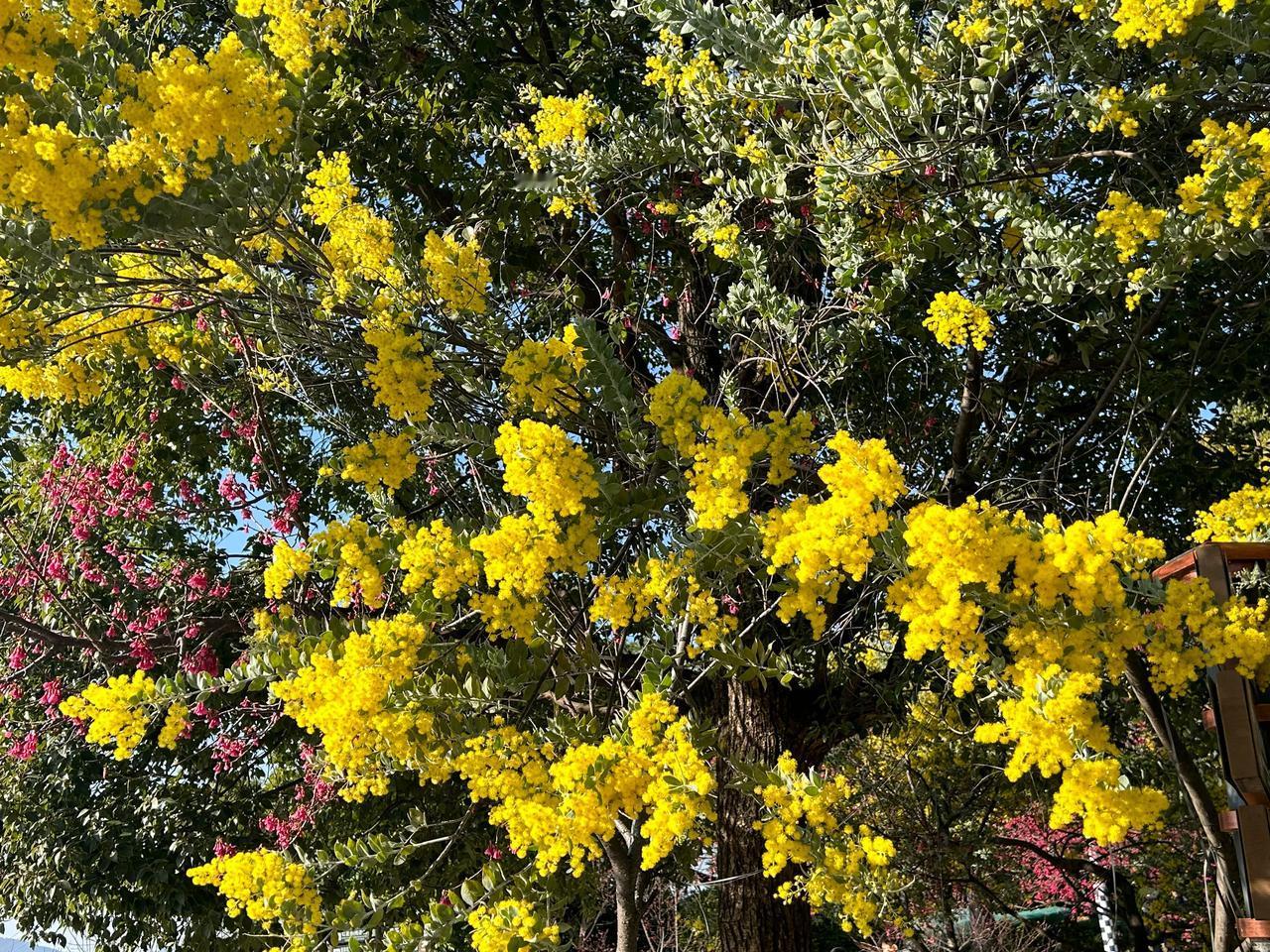 除了樱花，更有银叶金合欢正在盛开，坐标：福州金鸡山公园