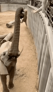 善良不是人类的专利，动物也有爱心～