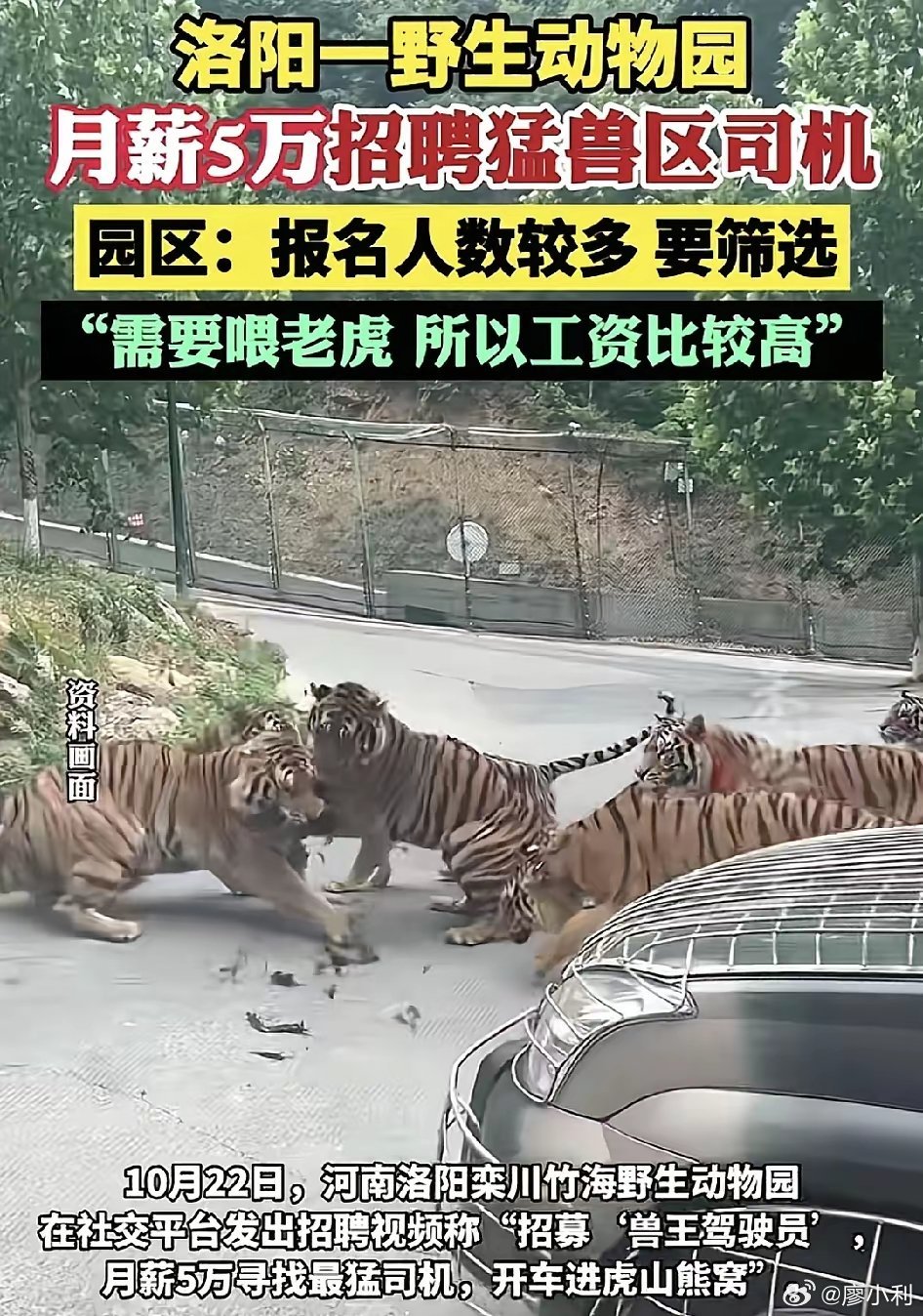 动物园月薪5万招猛兽区司机既有高薪资，又能天天免费观赏野生动物，一举两得，这样的
