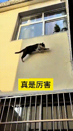 刷完这个视频，我算是又长见识了，对猫咪的本事又多了几分佩服。
两层楼之间距离老远