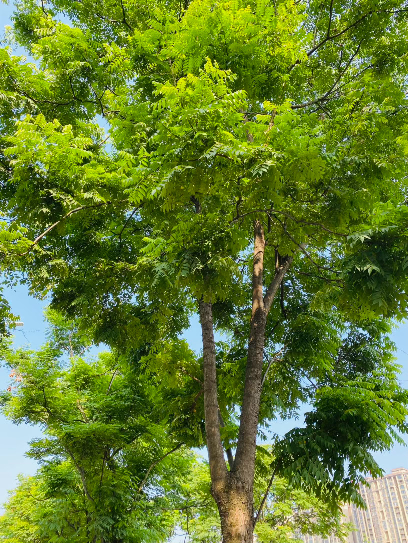 生活手记记录真实生活摄影摄影摄影 晴日里的树影天空是一块被洗得透亮的蓝玉，没有一