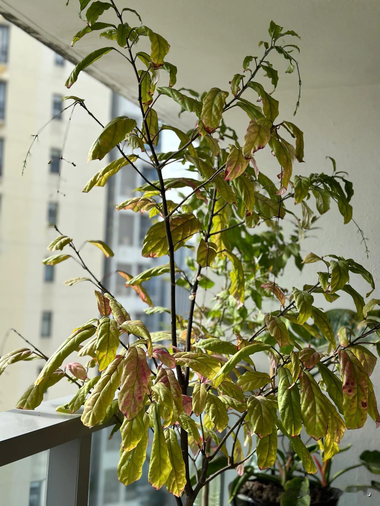 我的垂丝茉莉出现了新状况，叶子一直没在正常范围内，好想手起剪落……嗯，那就舒服了