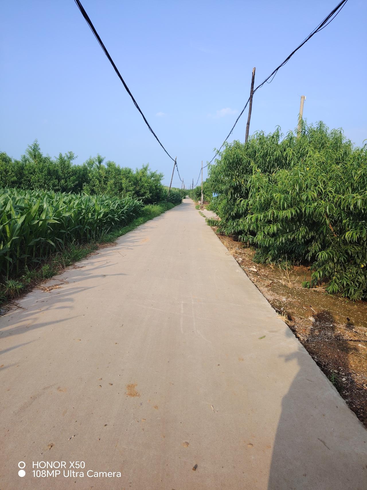 夏日生活打卡季夏天来了，道路两旁长满了绿油油的庄稼，还有那一排排的桃树园，树上挂