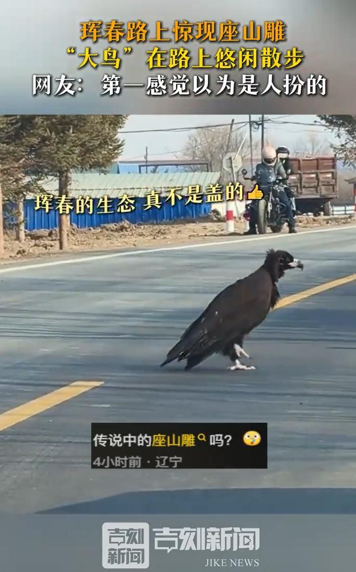 “神雕侠侣果然没骗人！”吉林珲春，一女子开车时突然看到前面有个黑乎乎的大鸟，停车