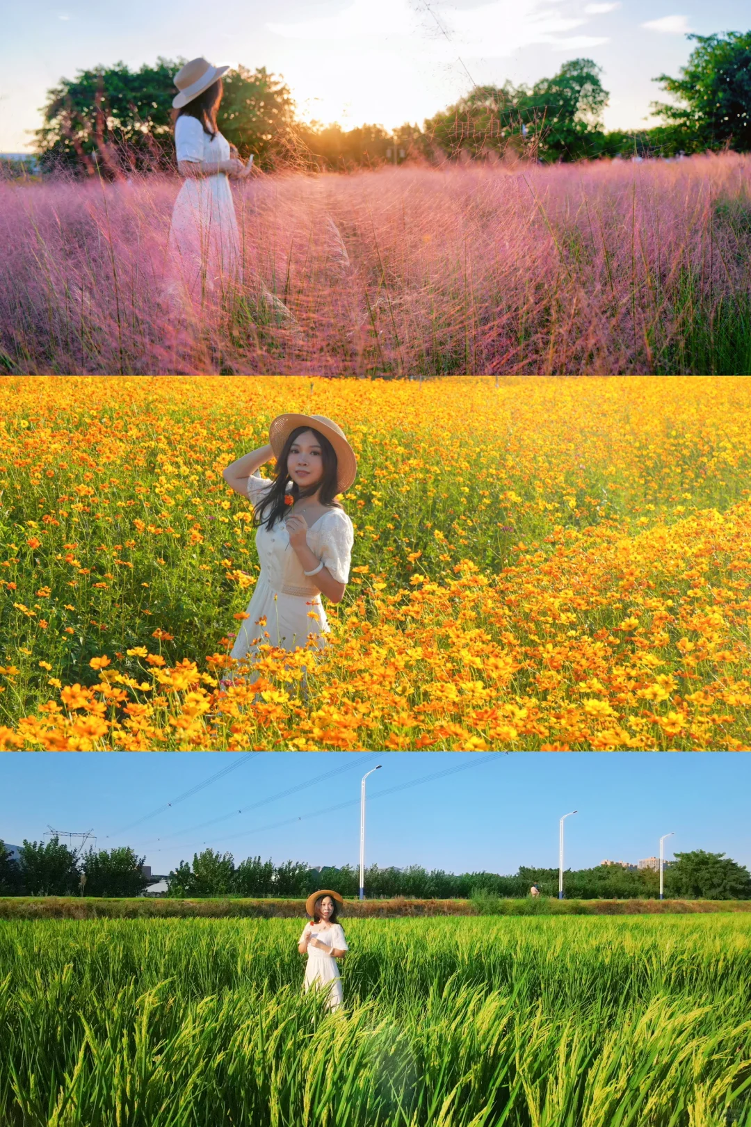 佛山翰林湖 | 雏菊、粉黛乱子草、稻田全打卡