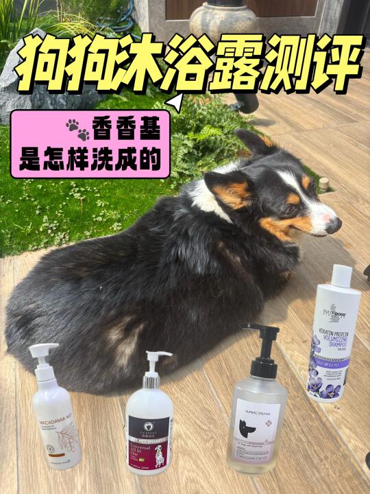香香基的狗狗沐浴露测评：谁说底盘低就爱臭