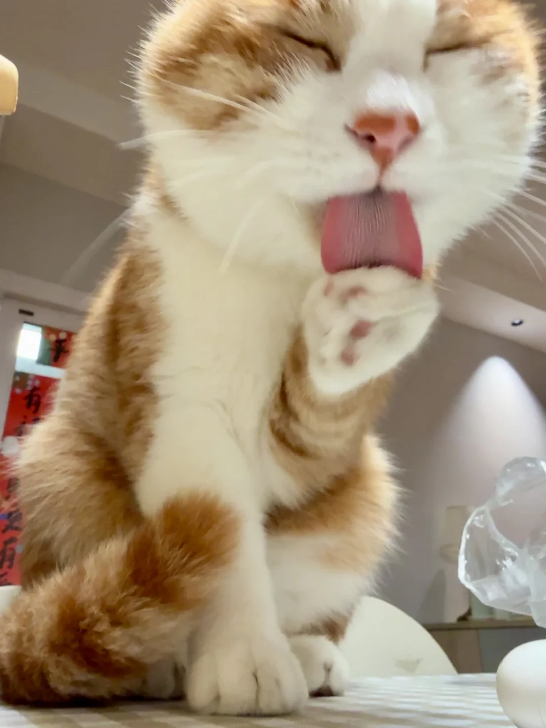 展示猪肝