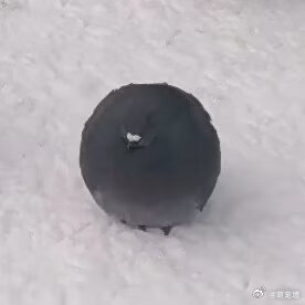 来到欧洲才知道世界上有正圆形的鸽子 好肥好圆 ​​​