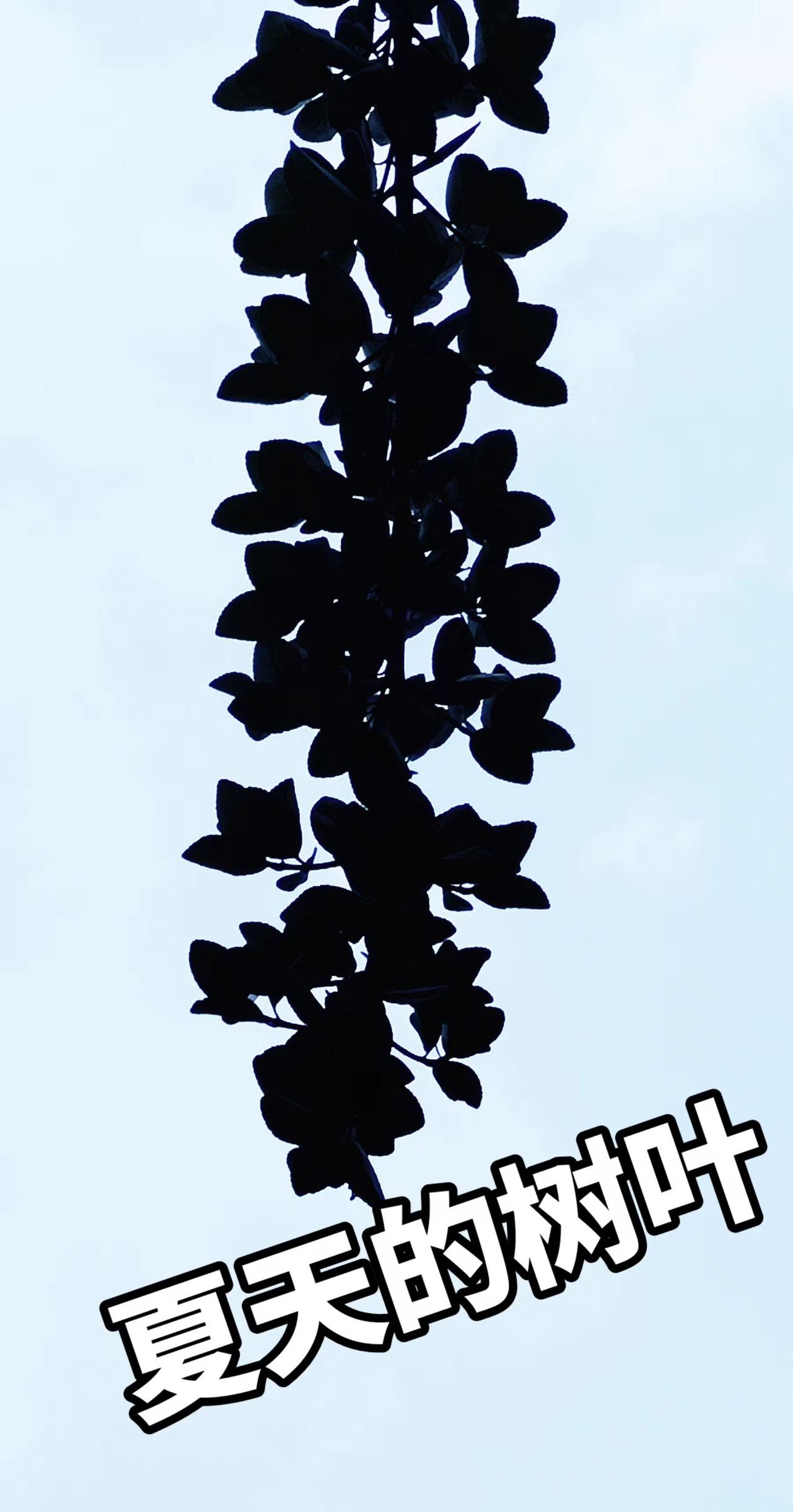 夏天仔细观才观察树叶的美比花朵更有韵味与魅力