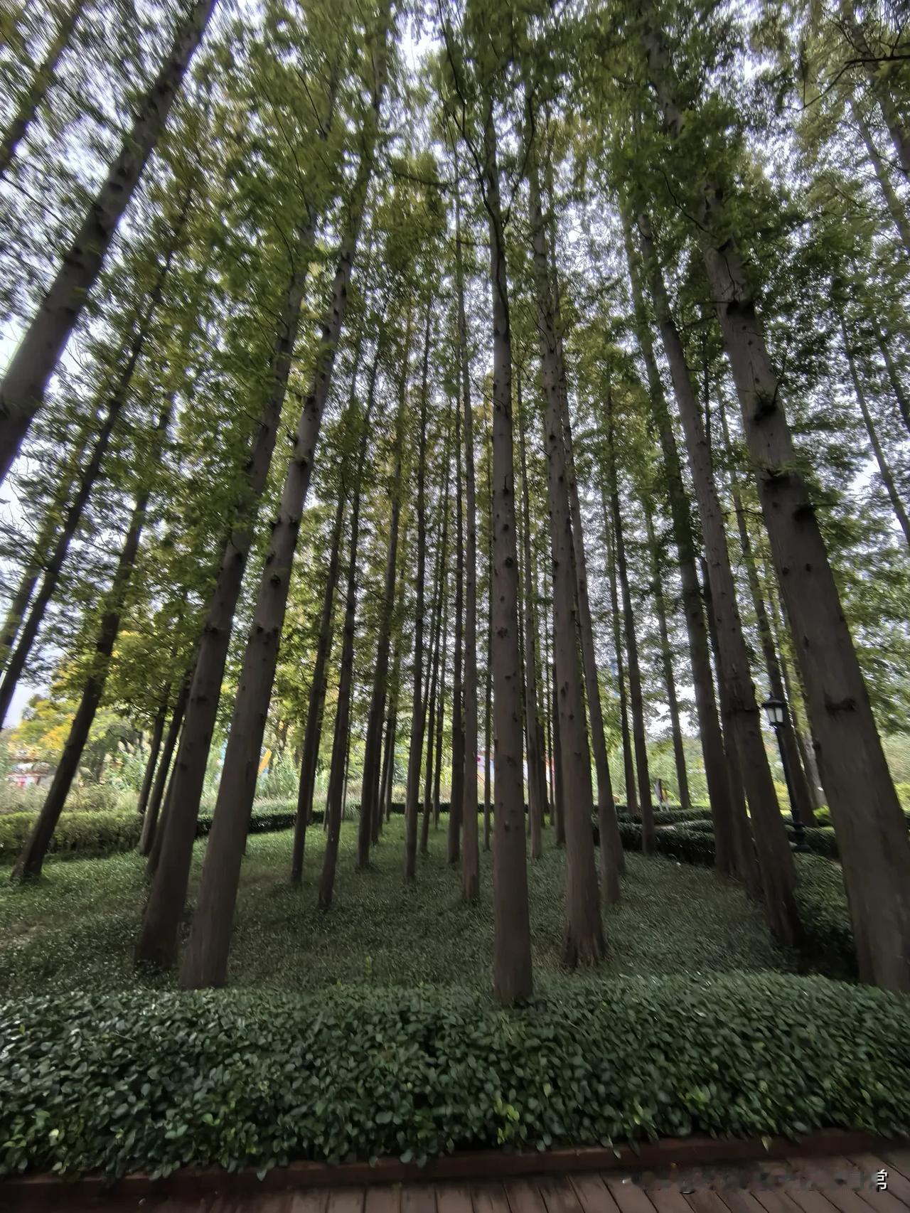 逛青岛中山公园，最吸引我的是太平山绿道。因为太平山绿道贯穿着中山公园、榉林公园、