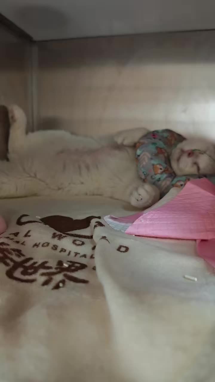 谁能想到这是因为情绪不好而厌食导致脂肪肝的小家伙呢。当我看到平等世界的...