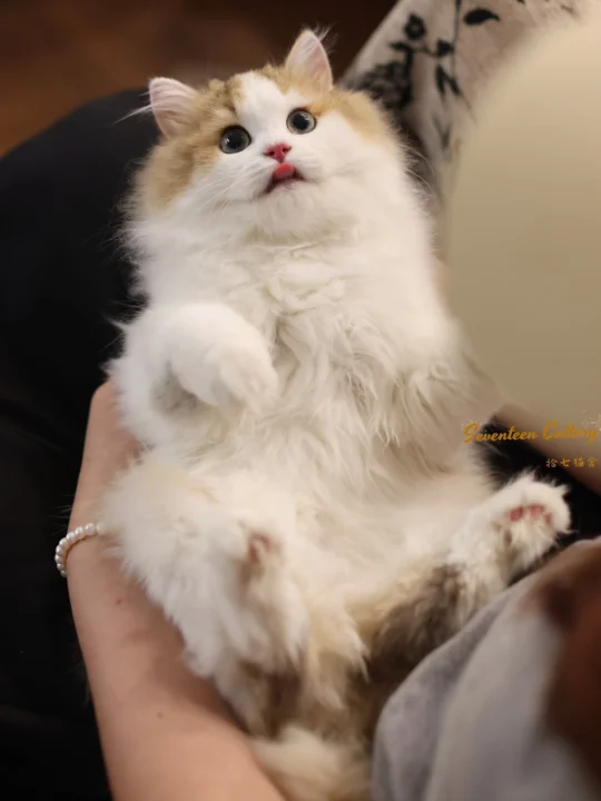 给傻子小猫找全球新家🤔