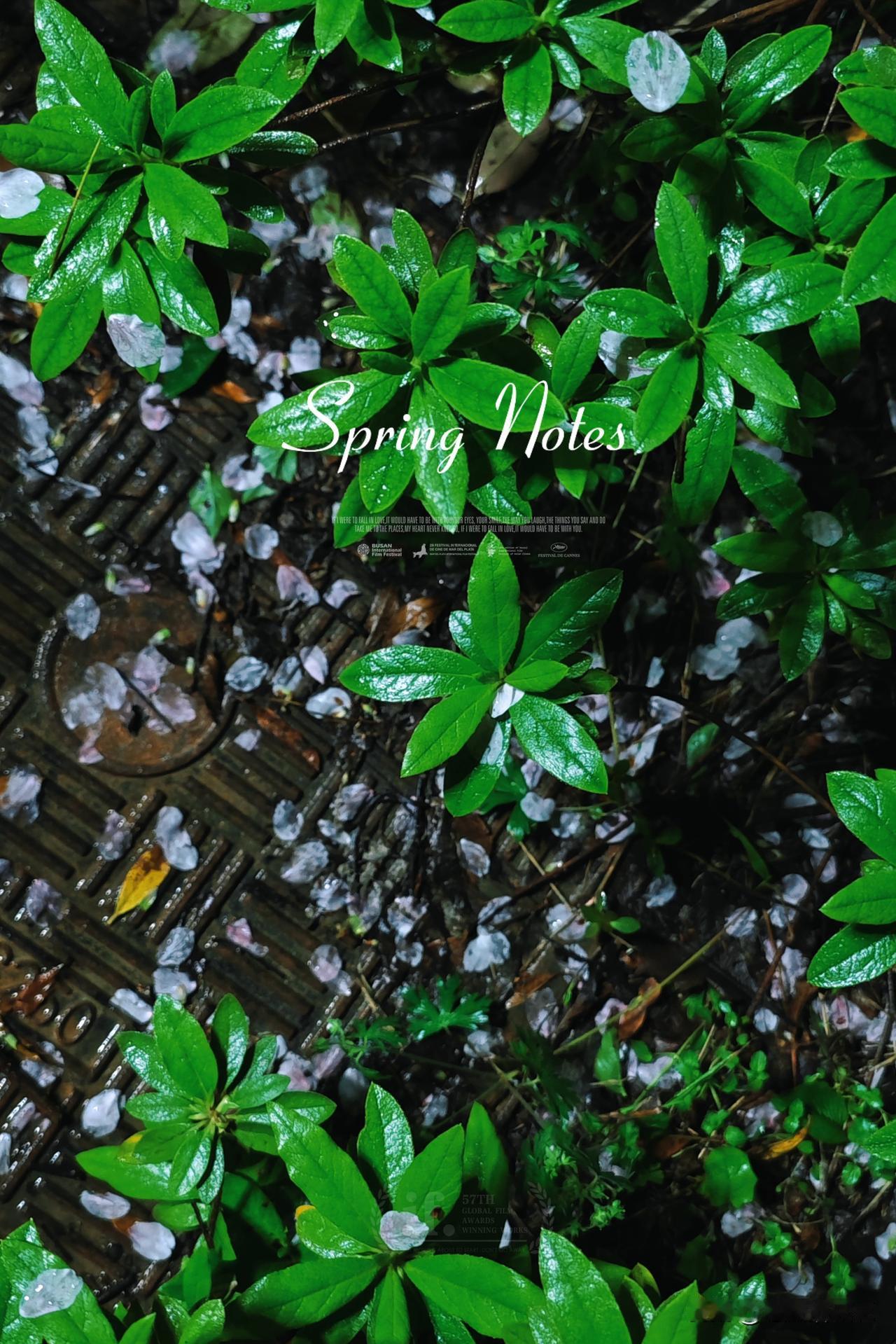 雨后残樱
可是在龙年憋了一个夏，一个秋，一个冬的雨，齐聚在马年的春天，卯足了劲用