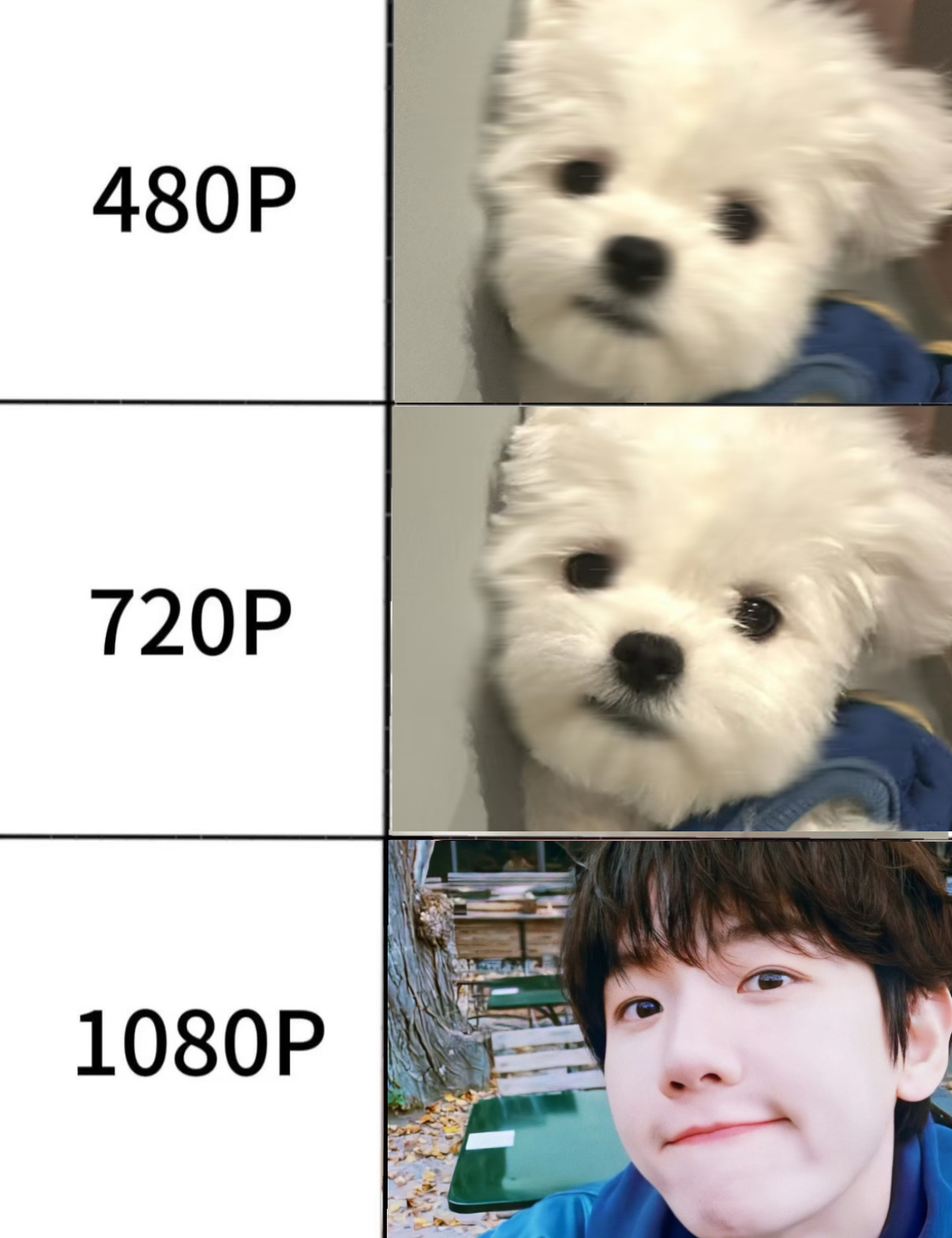 我家有一只叫边伯贤的小狗🐕九宫格梗图第一弹 