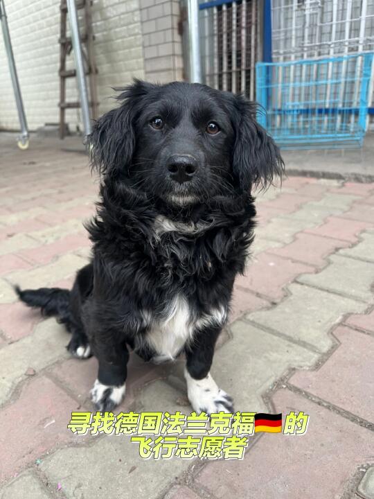 小狗就缺一张飞往🇩🇪法兰的机票🥺